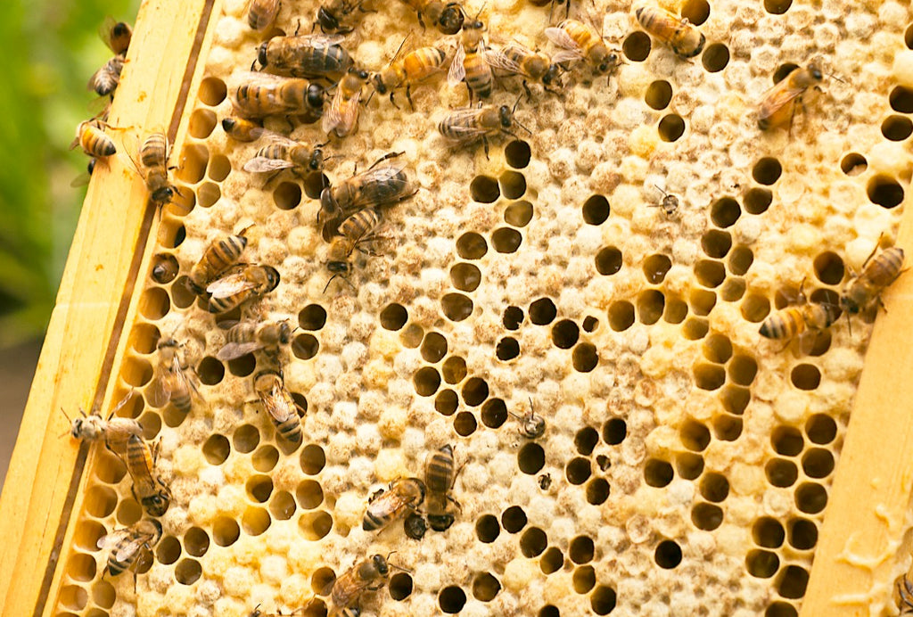 Natural Antibacterial Bee Propolis and Raw Honey