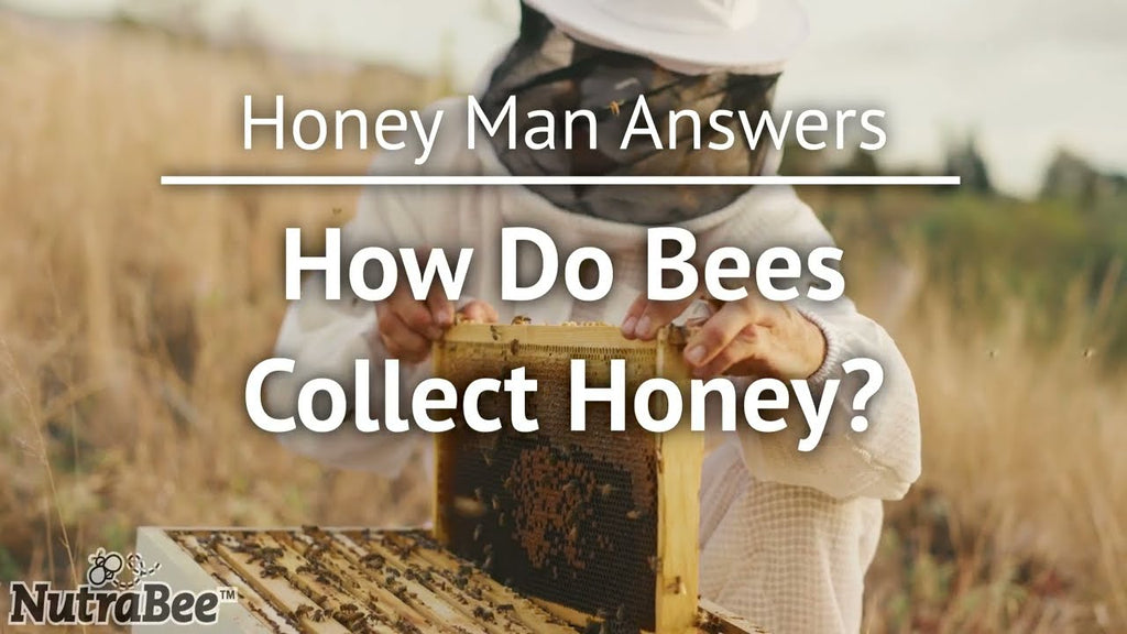 How Do Bees Collect Honey?