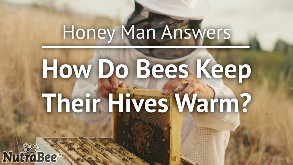How Do Bees Keep Their Hives Warm? Nature’s Built-In Climate Control