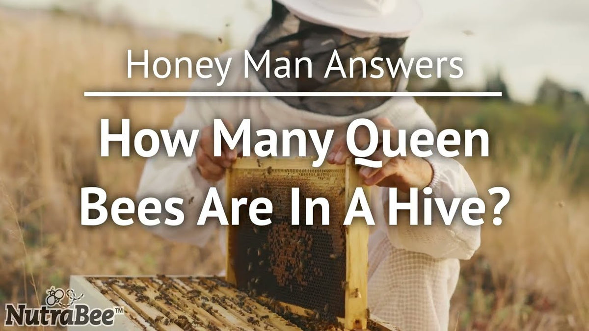 How Many Queen Bees Are in a Hive?