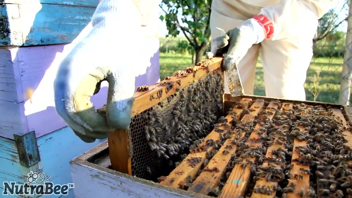 What Do Bees Use Propolis For?