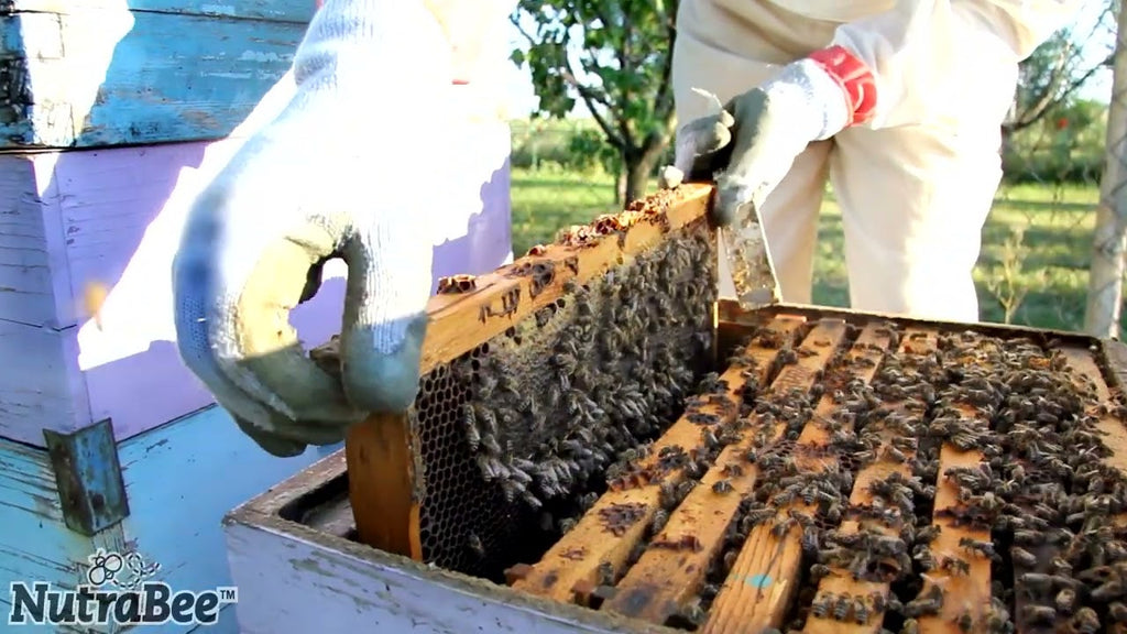 What Do Bees Use Propolis For?