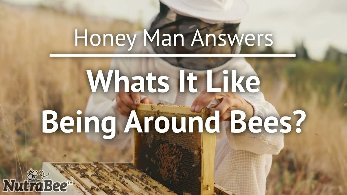 What’s It Like Being Around Bees?