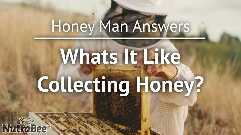 What’s It Like Collecting Honey?