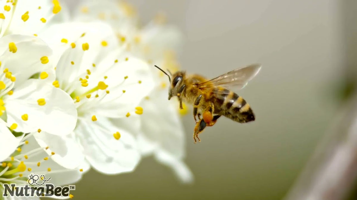 Where Does NutraBee Honey Come From?