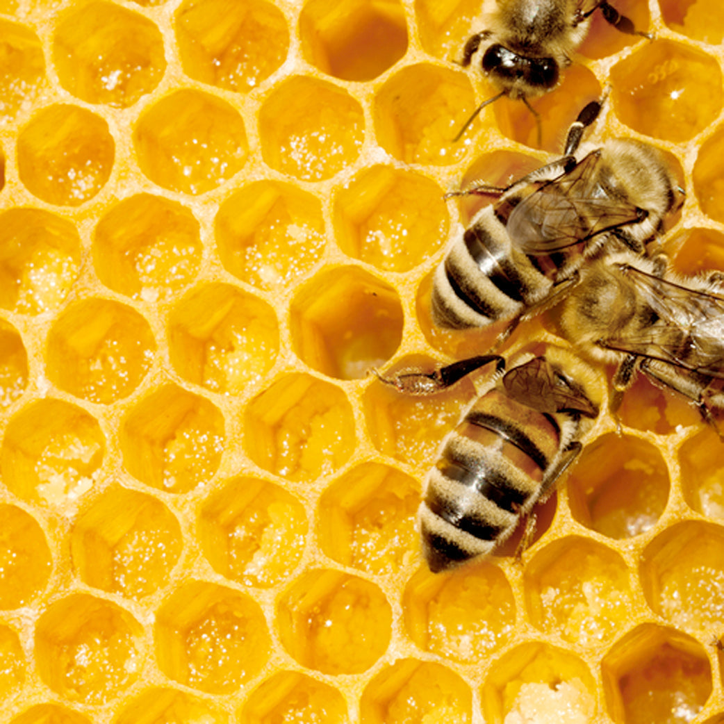 Real Honey vs Fake Honey: How to Spot Pure, Authentic Honey