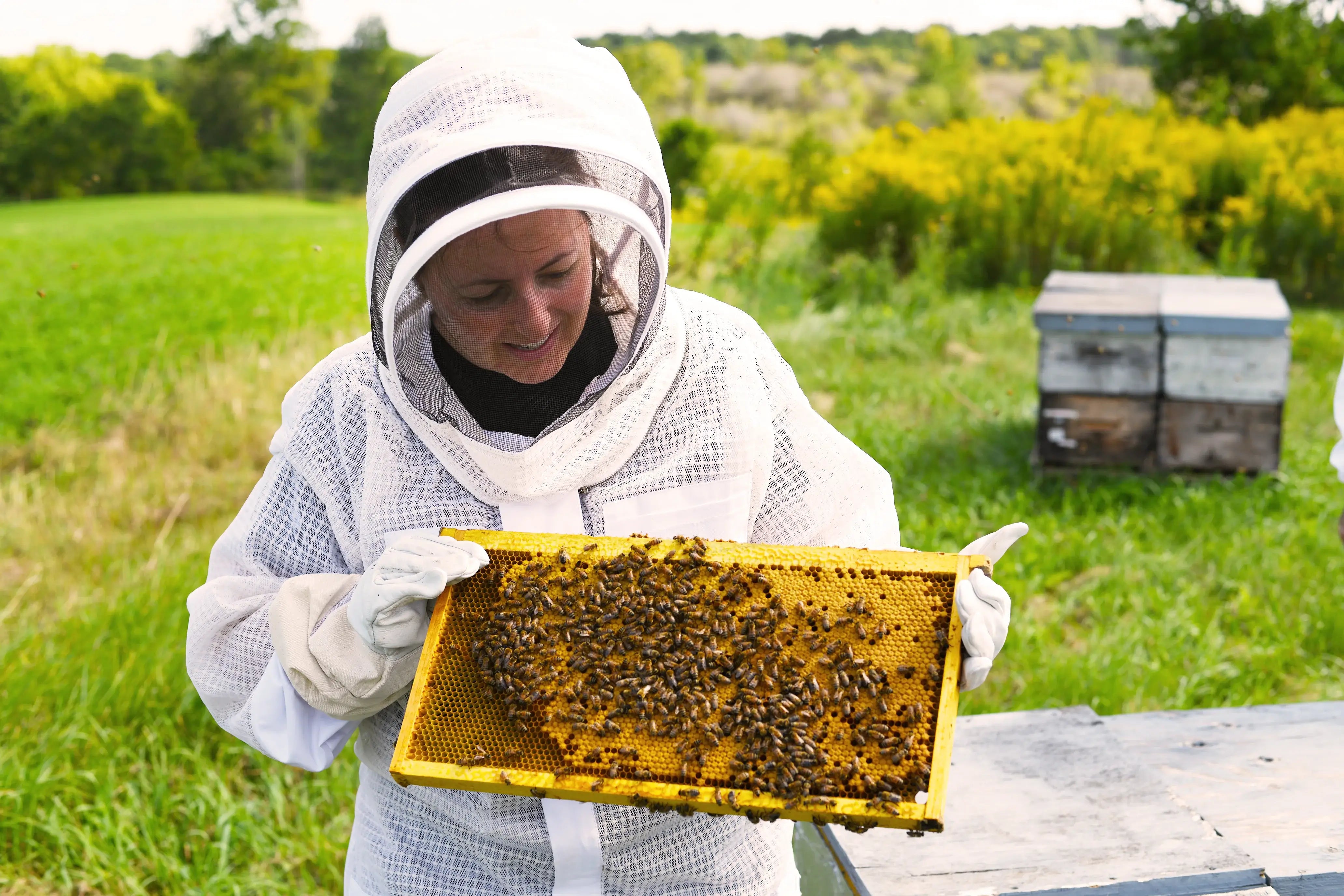 Beekeeper holding a frame of raw honeycomb covered with bees at a Canadian apiary